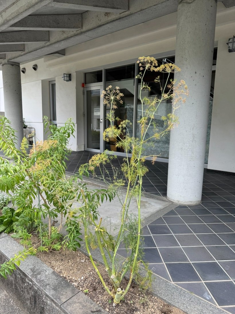 花壇のフェンネル